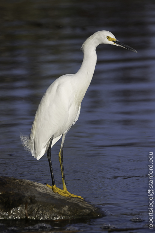 emily renzel wetlands 2023